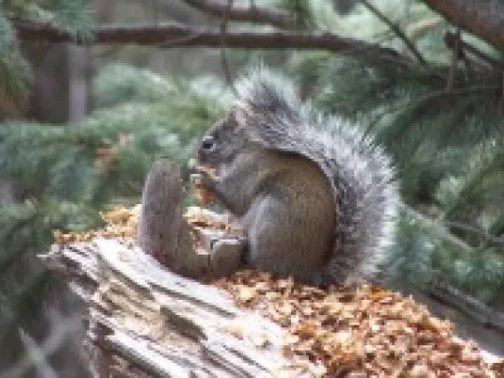 squirrel eating