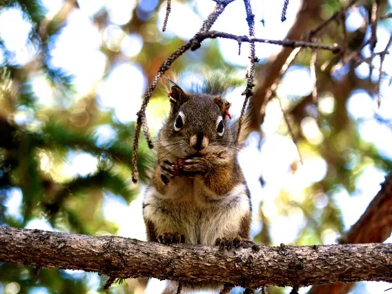 A red squirrel sitting on a branch