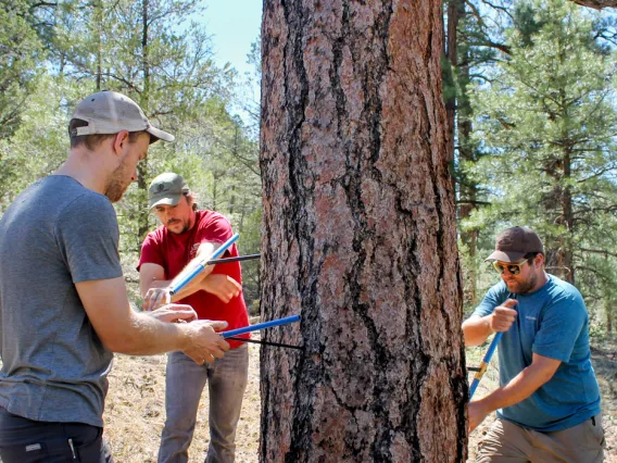 Matt Dannenberg, Paul Szejner, and Erik Anderson core a Ponderosa pine tree in Northern Arizona's Kaibab National Forest. (Photo: Emily Litvack/RDI)