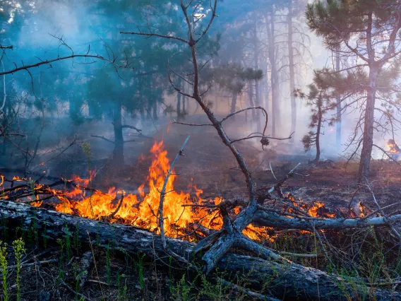 photo of wildfire burning a log on the ground in a forest