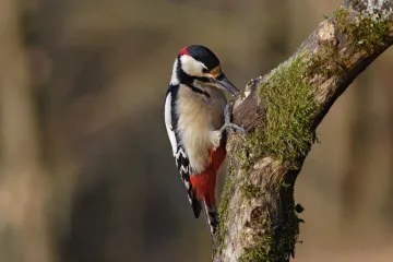 bird perched on a forest tree branch