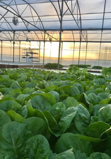 Hydroponic lettuce being grown by merchant gardeners at their urban garden in tucson Arizona at sunset