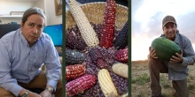 Three images of Kotutwa Johnson: one in office, one of his varietals of corn; one of him in field holding watermelong