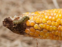 Close-up of an ear of corn with a green caterpillar crawling on the damaged end, where some kernels are missing. The corn kernels are yellow and orange, and the background is out of focus, with a natural, earthy tone.